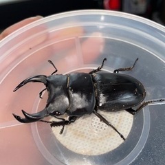 オオクワガタ　ペア　滋賀県産