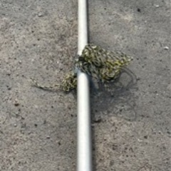 鯉のぼり ポール 10号 9m 愛知県豊田市引取希望の画像