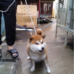 豆柴、繁殖リタイヤ犬、推定5歳、（いっちゃん）（費用は無料です） - 町田市