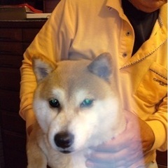 豆柴、繁殖リタイヤ犬、推定5歳、（いっちゃん）（費用は無料です） - 犬