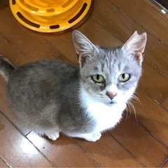 なんか可愛い2、3歳の小柄な女の子