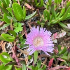 植物