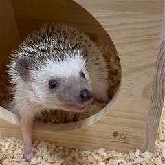 ハリネズミ 2歳(里親さん決まりました)