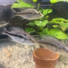 熱帯魚 ディミディオクロミス・コンプレシケプス1匹　熱帯魚　アフ...