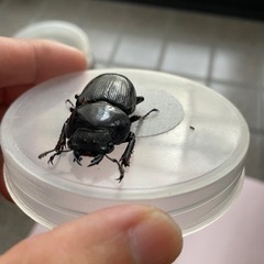 オオクワガタ　ペア　滋賀県産の画像