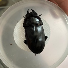オオクワガタ　ペア　滋賀県産の画像