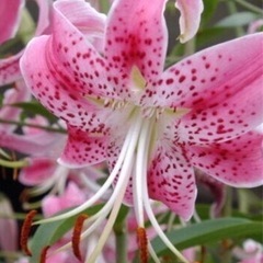 花の球根