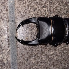オオクワガタ　ペア　能勢産の画像