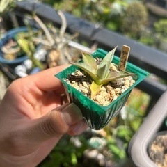 アガベ ユタエンシス ネバデンシスの画像
