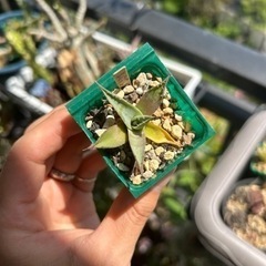 アガベ ユタエンシス ネバデンシスの画像
