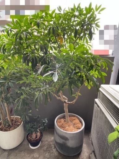生活雑貨 家庭用品 ガーデニング