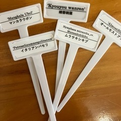 睡蓮　スイレンの画像