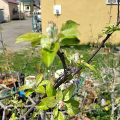 林檎（ジョナゴールド）植木の画像