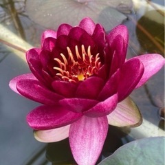 睡蓮　スイレン　オールモストブラックの画像