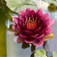 睡蓮　スイレン　オールモストブラックの画像