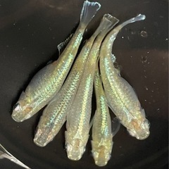 メダカ　緑光　5匹