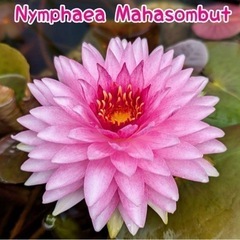 睡蓮　スイレン　マハソムブット