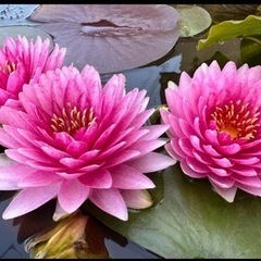 睡蓮　スイレン　マハソムブットの画像