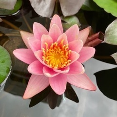 睡蓮　スイレン　ピンクセンセーションの画像