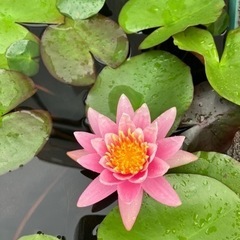 睡蓮　スイレン　ピンクセンセーションの画像