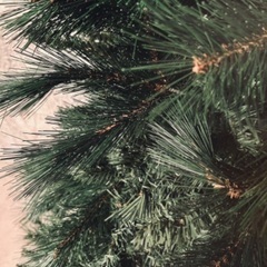 180 リアルモミの木　クリスマスツリーの画像