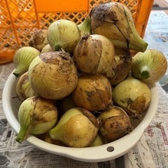 決まりました。淡路島品種B品ミニ玉ねぎ3キロ