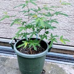 🍓 桑の木ありますか🌿👩‍🏭    