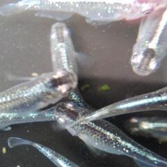 『都メダカ』9月6日・7日改良メダカ販売会・嵐電・帷子ノ辻駅二階にて