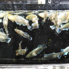 『都メダカ』9月6日・7日改良メダカ販売会・嵐電・帷子ノ辻駅二階にての画像