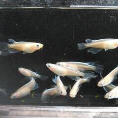 『都メダカ』9月6日・7日改良メダカ販売会・嵐電・帷子ノ辻駅二階にての画像