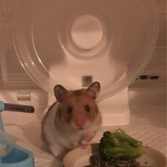 ゴールデンハムスター　生後1か月