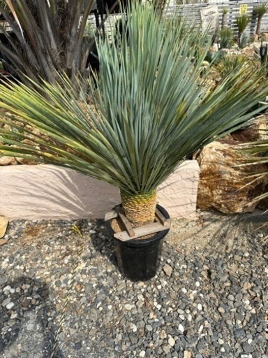 タイ産ロストラータ　　ブルーサンダー　90cm