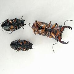 メンガタメリー　メンガタクワガタペア　2♀の画像
