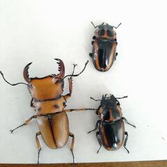 メンガタメリー　メンガタクワガタペア　2♀
