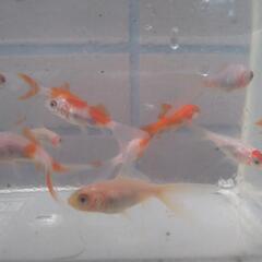 コメット　24-1の画像