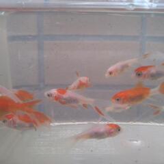 コメット　24-1の画像