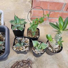 アガベ、パキポディウム塊根セット