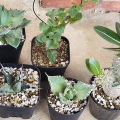 アガベ、パキポディウム塊根セット