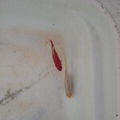 コメット　24-1の画像