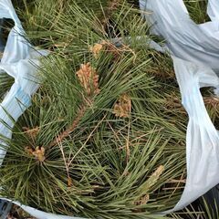 松の切り枝の画像