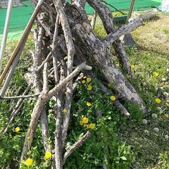 伐採した木の画像