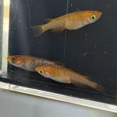 🐍コブラ🐍オス1メス2🧡激安１０００円‼️親はめだかの箱庭様より　めだか　ダユオワメダカの画像