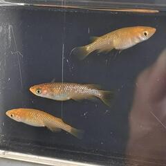 🐍コブラ🐍オス1メス2🧡激安１０００円‼️親はめだかの箱庭様より...