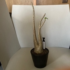 塊根植物Adenium arabicum　アデニウム・アラビカム...