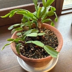 植物