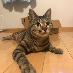 キジトラくんの里親募集します