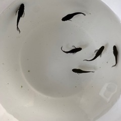 メダカ
