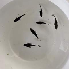 メダカ
の画像