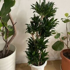 ドラセナコンパクタ8号