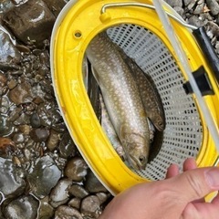 渓流釣り